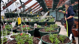 A Day in the Life : Greenhouse & Flower Farm in Early March : New York : Flower Hill Farm by Flower Hill Farm 35,773 views 2 weeks ago 58 minutes