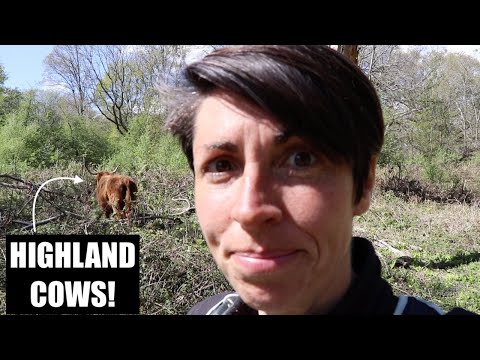 Pluckley to Hothfield Heathlands Walk // Highland Cows and Konik Ponies!