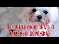 СЛЕЗНЫЕ ДОРОЖКИ. ЧАСТЬ 1. Почему текут глаза у собаки.