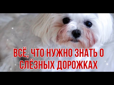 Видео: Как приручить свою 1-летнюю собаку