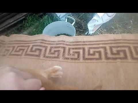 როგორია  თვე ნახევრის