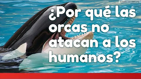 ¿Por qué las orcas no cazan humanos?