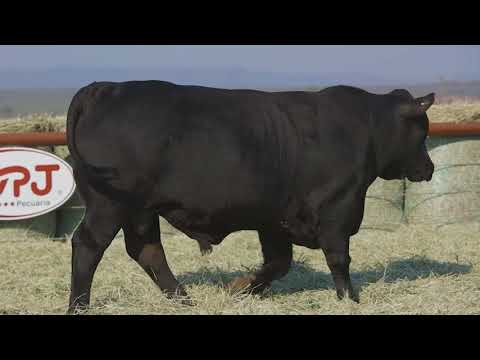 LOTE 75 - VPJ ULTRABLACK TYLLER FIV020