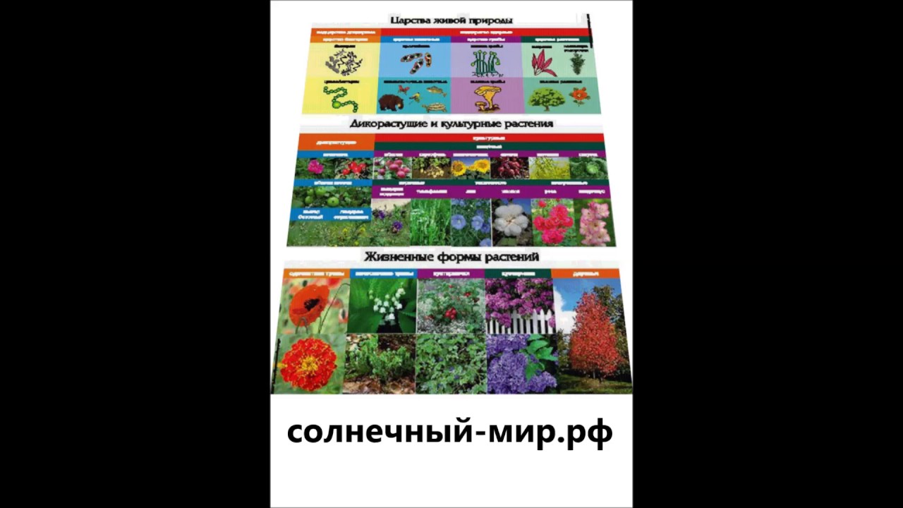 Видео обзор - Таблица Царство живой природы 1000*1400 винил - YouTube