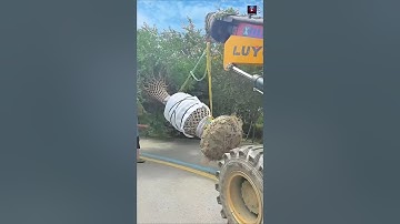 How to make real tree shaping art