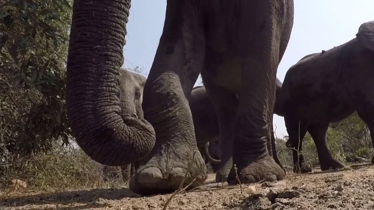 Elephants Gopro POV on the move Kruger National Park - YouTube
