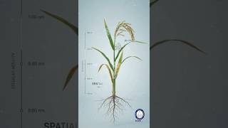 Scientists Mapped 850,000 Rice Cells in 3D! 🌾 #shorts
