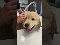 My Puppy Got His First Bath
