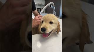 My Puppy Got His First Bath