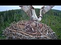 Ten fish deliveries to the nest of the osprey