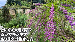 【ボリュームのある花壇】とにかく広い場所や自然なボーダーを作るには生育旺盛なこの植物に限る【園芸】【ガーデニング】