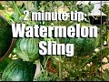 How to Make a Watermelon Sling to Support Watermelon Growing on a Trellis // CaliKim 2 Minute Tip