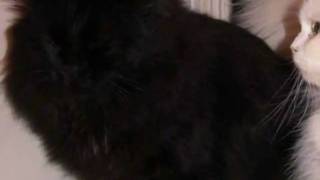 Cat Alona