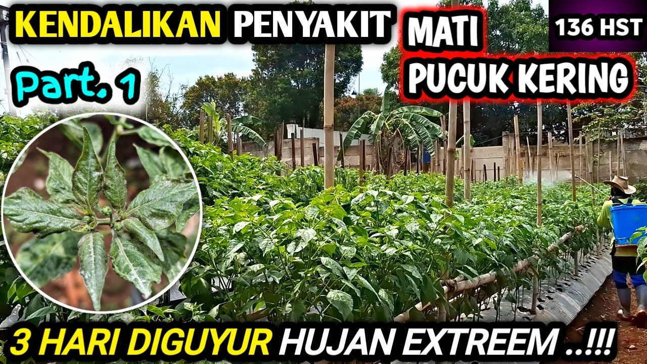 🔴 TEKHNIK MENGATASI PENYAKIT BUSUK PHYTOPTHORA/MATI PUCUK KERING PADA CABE. PART 1 