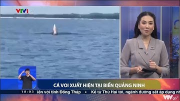 Cá voi xuất hiện tại biển Quảng Ninh | VTV24
