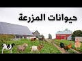 أسماء حيوانات المزرعة بالعربية للأطفال مع الأصوات Farm Animal Names In Arabic For Kids With Sounds