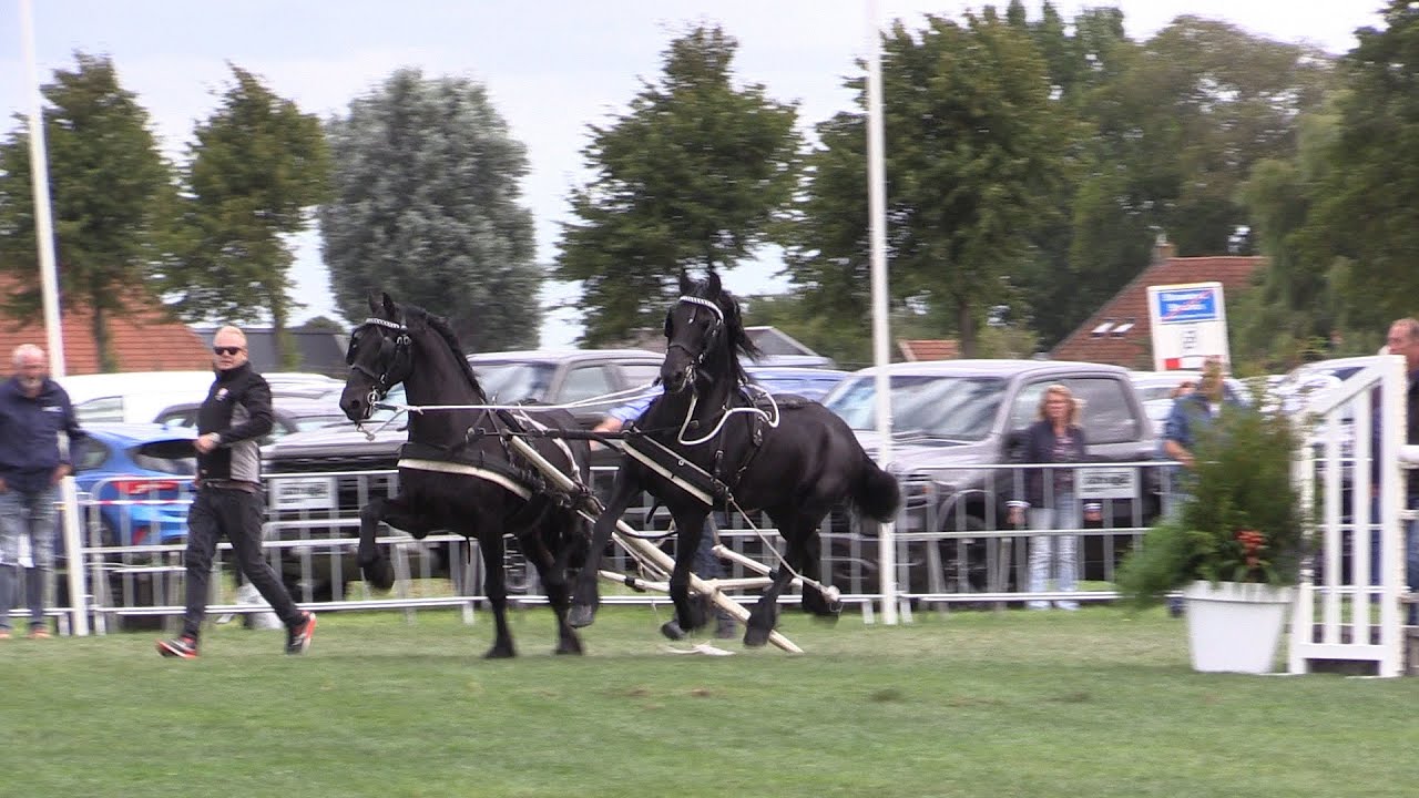 Paarden op hol na ongeluk tijdens evenement in blauwhuis