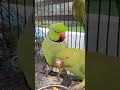 parrot 🦜🦜 #parrot #nonstoptalkingparrot #talkingparot #greenparrot #viralreels ...