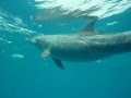 Dauphins en Mer Rouge
