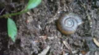 Escargot de Quimper, Chemin de kervenal à Plougastel