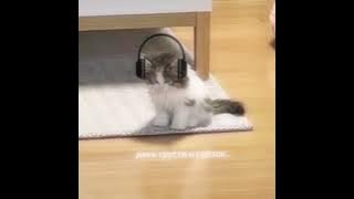 ◌mr.kitty after dark speed up◌