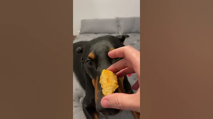 Cheese time #dog #doberman #puppy #doglover #funnydog