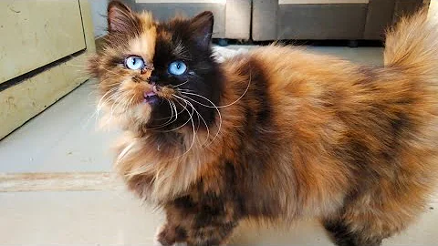 Watch the video about Two different Face colour Persian cat eating Royal canin food