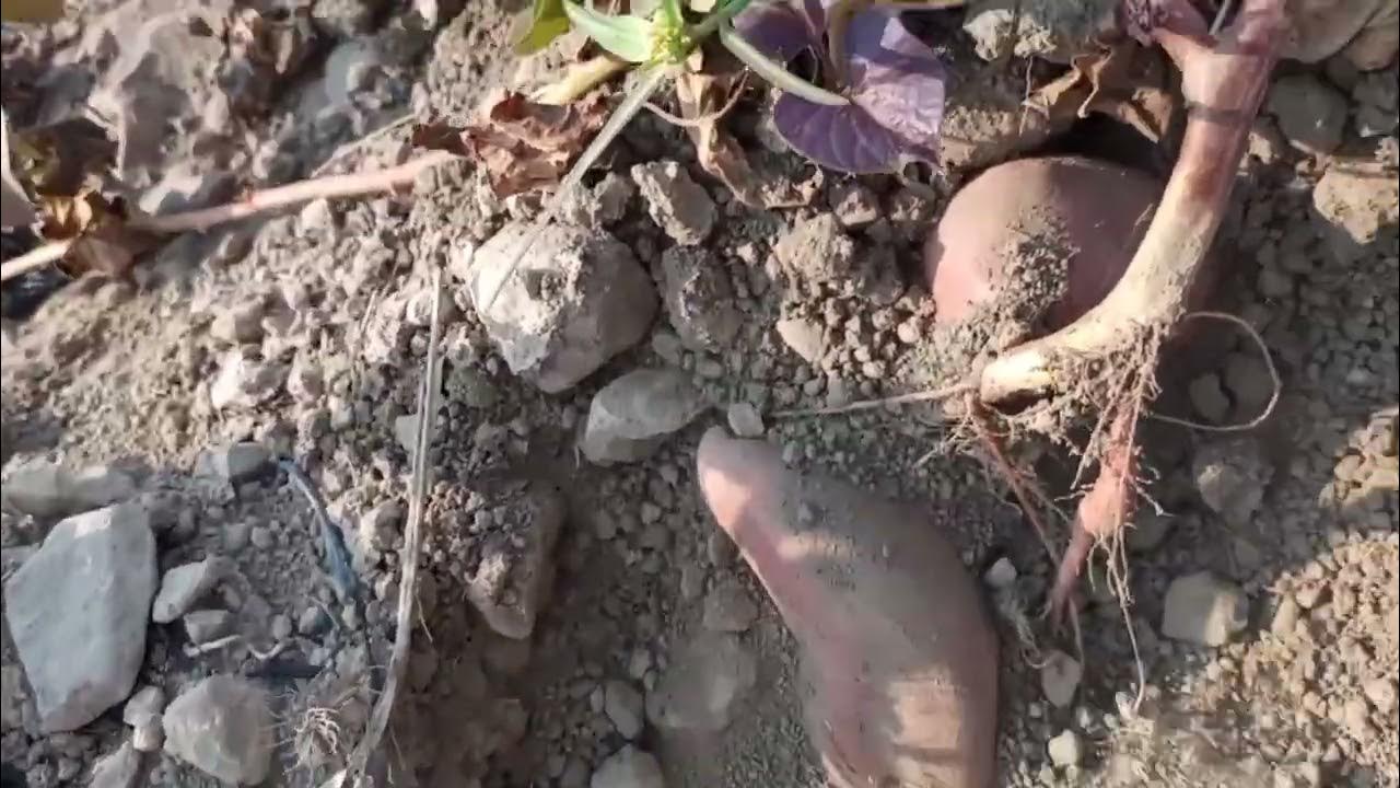 sacando camotes morados amigos en ocotillo colima YouTube