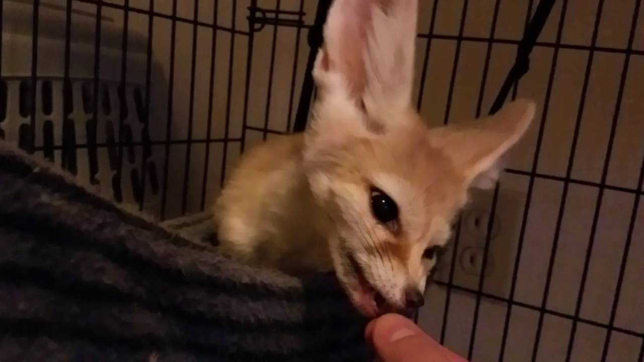 skydive chicago Sleepy Little Fennec Fox