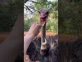 Dramatic ostriches #fallbreak #recap #ostrich #funnyanimals #viralvideo #usa #usa🇺🇸