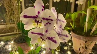 Gardens After Dark: Magical Poinsettias