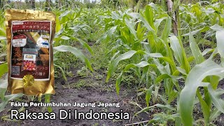Terbukti Jagung Jepang Di Indonesia