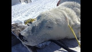 Polar Bear Hunt 2019 East Turnavick Island