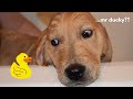 puppy LOVES his bath time routine! | Wrangler takes a bath