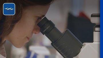 Modelling the Immune Response