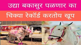 उद्या फलटण मैदानात बकासुर पळणार का ? 