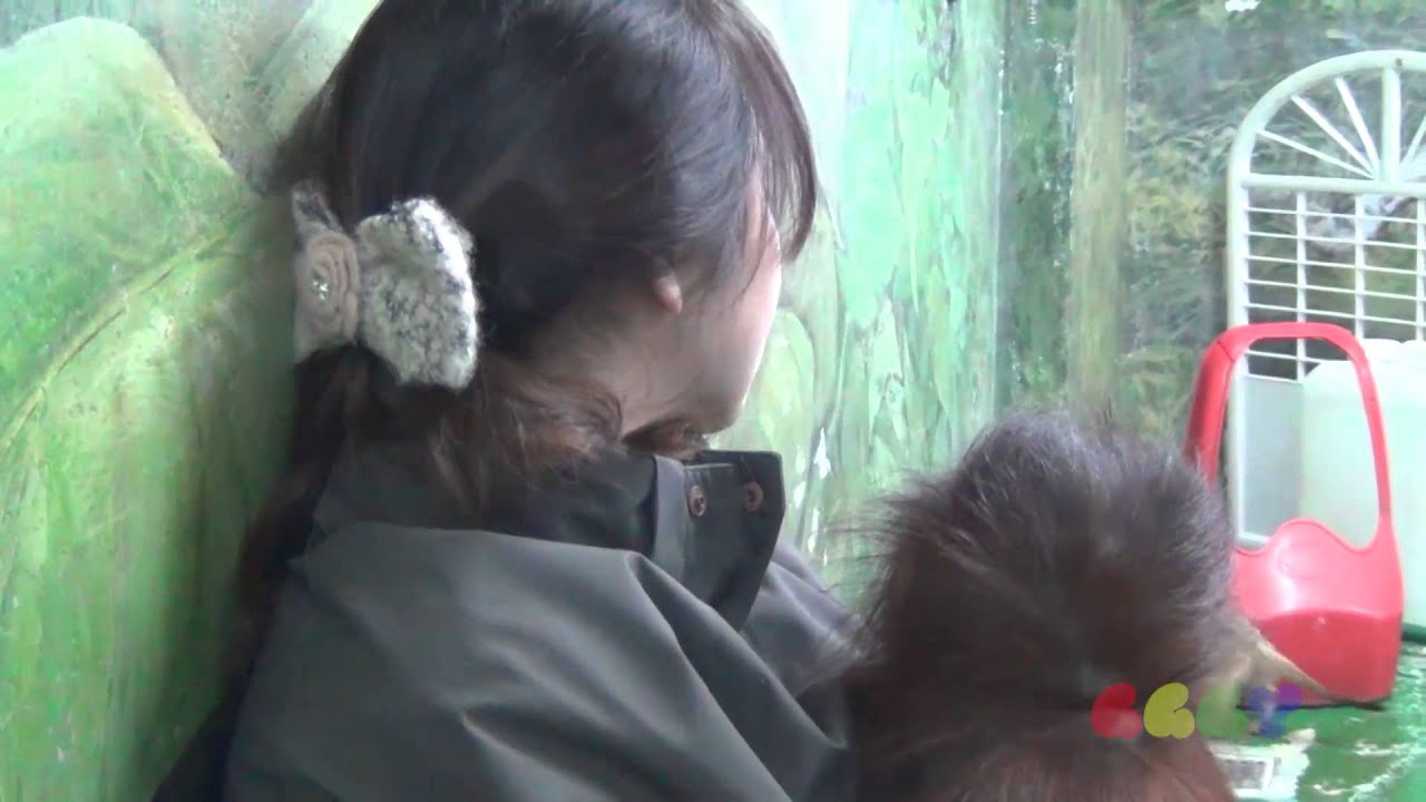 아기 오랑우탄 ( Baby Orangutan )