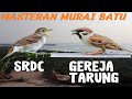 Masteran Burung Kicau Sikatan Rimba Srdc Dan Gereja Tarung Untuk Murai Batu Cucak Ijo Kacer Mp3 - Mp4 Download