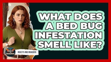 What Does A Bed Bug Infestation Smell Like? - Insects and Invaders