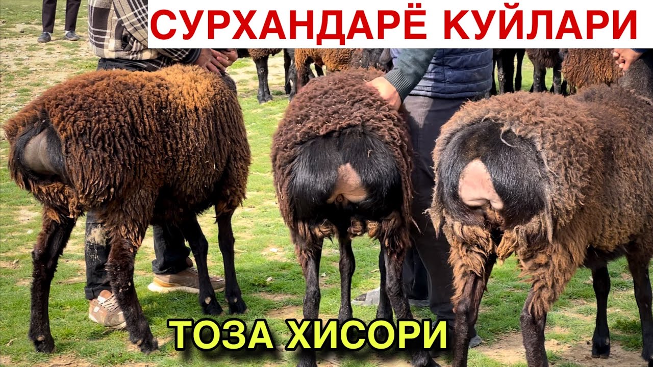 ТУЛАШНИ БОШЛАГАН! ☎️+998 991208538