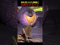 卵を見つけた瞬間に丸飲みするヘビ😱🐍🥚