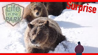 Grizzly 399 Bear Cubs Surprise