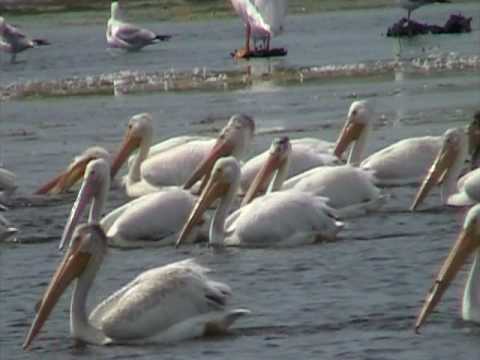 American White Pelicans (Pelecanidae: Pelecanus er...