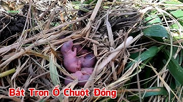 Xúm Nhau Đi Bắt Chuột Đồng Vụ Lúa Đông Xuân & Đào Hang Gặp Ổ Chuột Con Đỏ Hỏn│Yêu Miền Tây 63