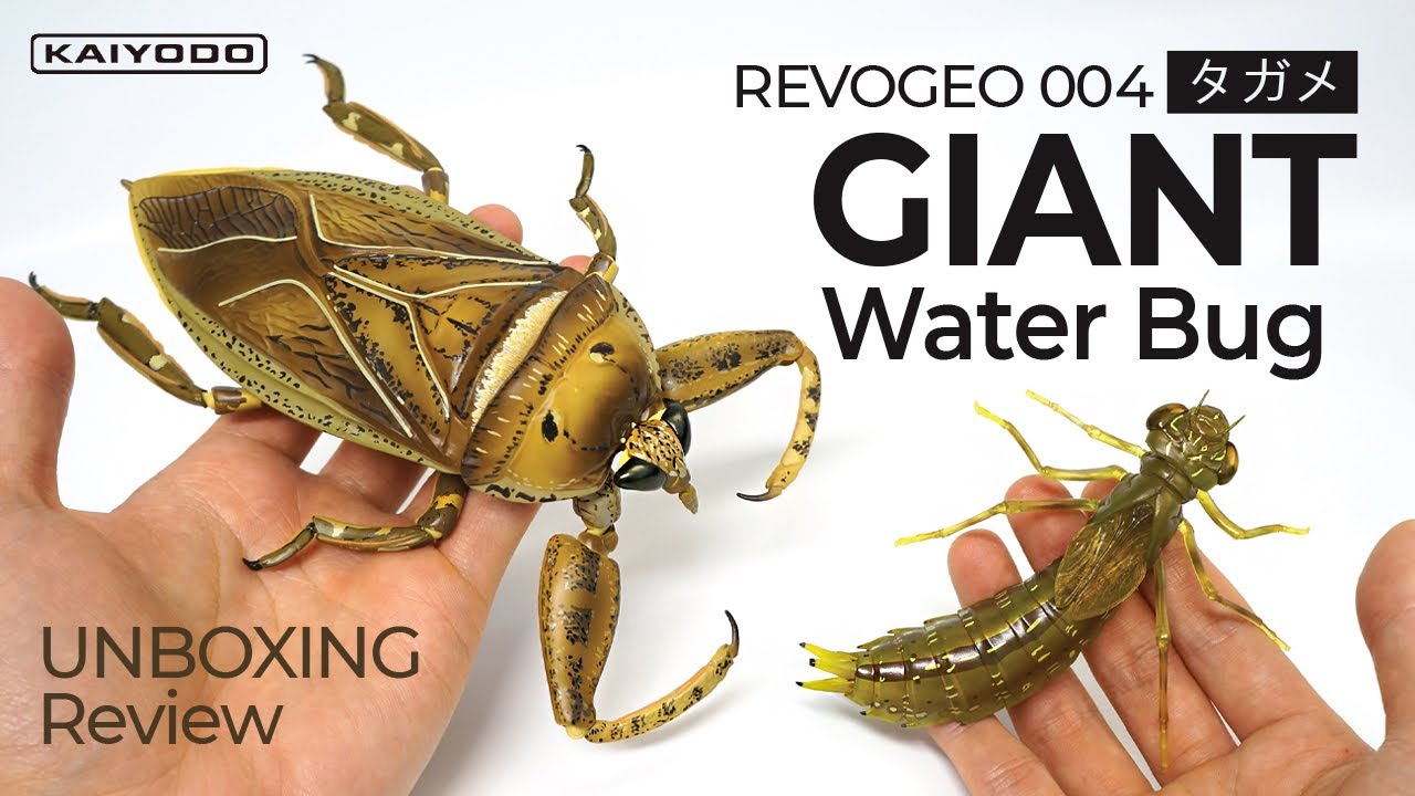 Giant Water Bug Action Figure (REVOGEO) - YouTube