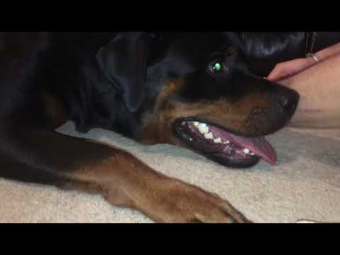 فيديو: كيف تدرب كلبك على تقليم أظافره