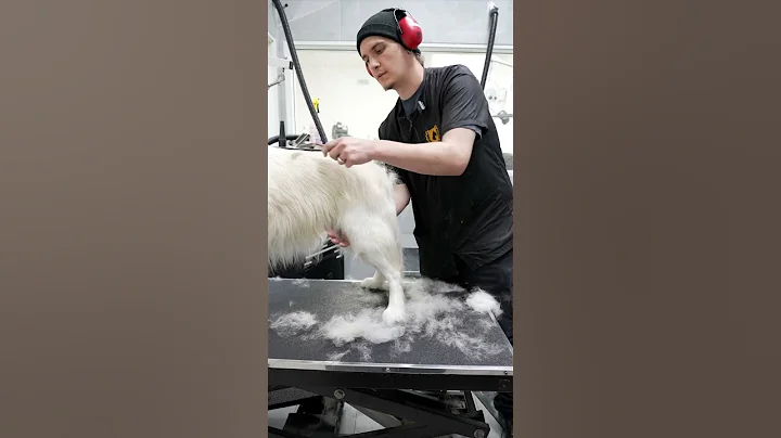 Using an undercoat/deshed rake! #doggroomingtips #grooming