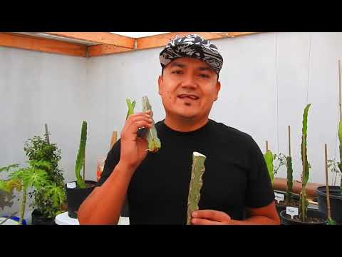 Video: När man ska transplantera aloe - tips för att plantera om en aloeplanta