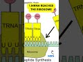 Did you Know...??? (Protein synthesis)