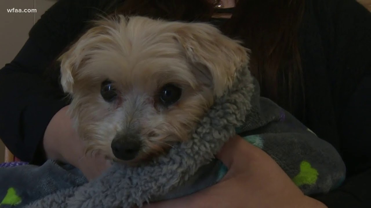 Dog reunited with owner after 10 years - YouTube